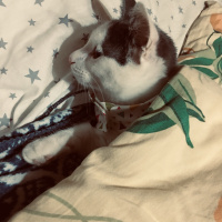 Tekir Kedi, Kedi  Mila fotoğrafı