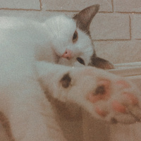 Tekir Kedi, Kedi  Mila fotoğrafı