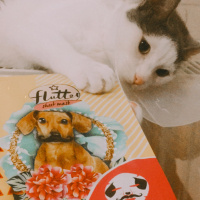 Tekir Kedi, Kedi  Mila fotoğrafı