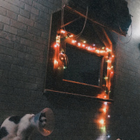Tekir Kedi, Kedi  Mila fotoğrafı