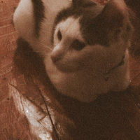 Tekir Kedi, Kedi  Mila fotoğrafı