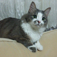 Norwegian Forest, Kedi  Aysel fotoğrafı