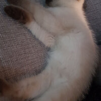 Scottish Fold, Kedi  gölge fotoğrafı