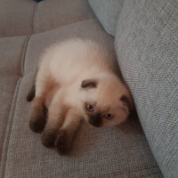 Scottish Fold, Kedi  gölge fotoğrafı