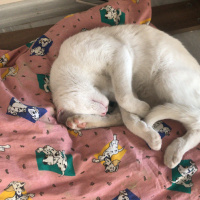 Van Kedisi, Kedi  Sokakta bulduk sahibi yada sahiplenmek isteyen ula fotoğrafı