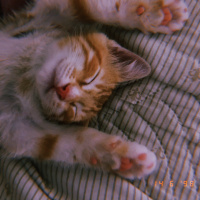 Tekir Kedi, Kedi  Mayıs fotoğrafı