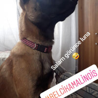 Belçika Malinois, Köpek  Luna fotoğrafı