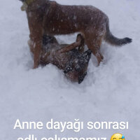 Belçika Malinois, Köpek  Luna fotoğrafı