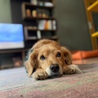 Sokö (Sokak Köpeği), Köpek  Tekila fotoğrafı