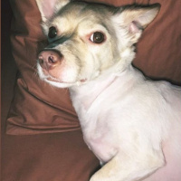 Pappilon, Köpek  Beyaz fotoğrafı