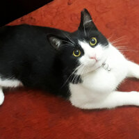 Tuxedo (Smokin) Kedi, Kedi  Kontes fotoğrafı