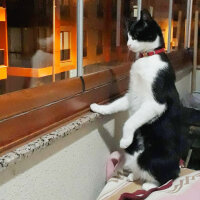 Tuxedo (Smokin) Kedi, Kedi  Kontes fotoğrafı