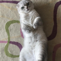 Scottish Fold, Kedi  Tron fotoğrafı