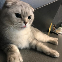 Scottish Fold, Kedi  Tron fotoğrafı