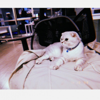 Scottish Fold, Kedi  Tron fotoğrafı