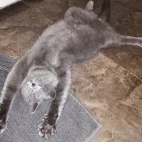 British Shorthair, Kedi  Ripple fotoğrafı