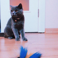 British Shorthair, Kedi  Ripple fotoğrafı