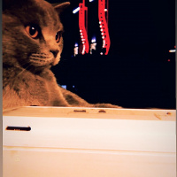 British Shorthair, Kedi  Ripple fotoğrafı