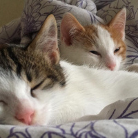 Kashmir , Kedi  Çeto & meto fotoğrafı