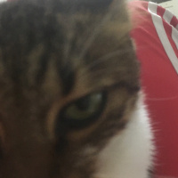 Tekir Kedi, Kedi  Mıncır fotoğrafı