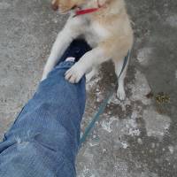 Golden Retriever, Köpek  arkadaş fotoğrafı