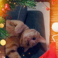 Sarman, Kedi  Ares fotoğrafı