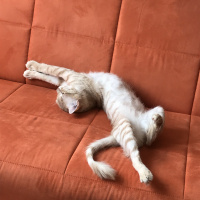 Soke, Kedi  Osman fotoğrafı