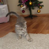 Scottish Fold, Kedi  pafi fotoğrafı