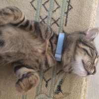 Tekir Kedi, Kedi  Şiva fotoğrafı