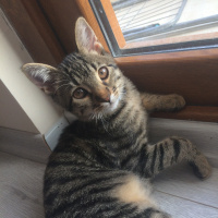Tekir Kedi, Kedi  Şiva fotoğrafı