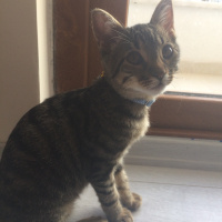 Tekir Kedi, Kedi  Şiva fotoğrafı
