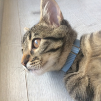 Tekir Kedi, Kedi  Şiva fotoğrafı