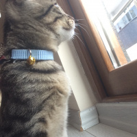 Tekir Kedi, Kedi  Şiva fotoğrafı