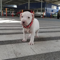 Dogo Arjantin, Köpek  BAİLEYS fotoğrafı