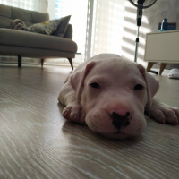 Dogo Arjantin, Köpek  BAİLEYS fotoğrafı