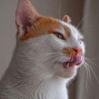 Sarman, Kedi  Leo fotoğrafı