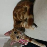 Abyssinian, Kedi  Leo fotoğrafı