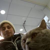 Abyssinian, Kedi  Leo fotoğrafı