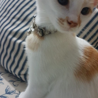 Tekir Kedi, Kedi  Balkaymak fotoğrafı