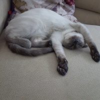 Siyam Kedisi, Kedi  Duman fotoğrafı