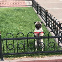 Pug, Köpek  Bobo fotoğrafı