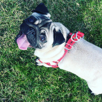 Pug, Köpek  Bobo fotoğrafı