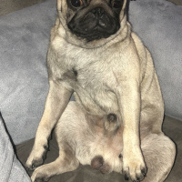 Pug, Köpek  Bobo fotoğrafı