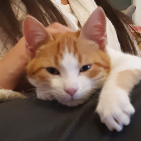 Sarman, Kedi  Tarçın fotoğrafı