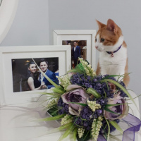 Sarman, Kedi  Tarçın fotoğrafı