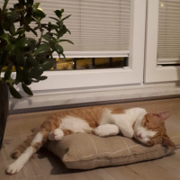 Sarman, Kedi  Tarçın fotoğrafı