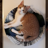 Sarman, Kedi  Tarçın fotoğrafı