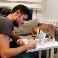 Sarman, Kedi  Tarçın fotoğrafı