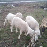 Kangal, Köpek  Arap fotoğrafı