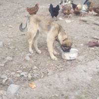 Kangal, Köpek  Arap fotoğrafı